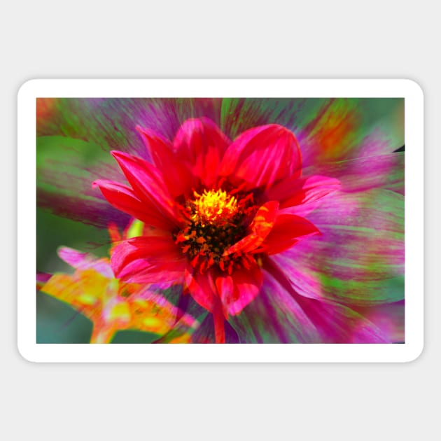 Dahlia, Dahlia, abstract, colorful, flower, bloom Sticker by Kruegerfoto